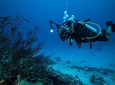 Sea Robin Cozumel