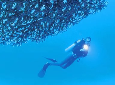 Sea Robin Cozumel