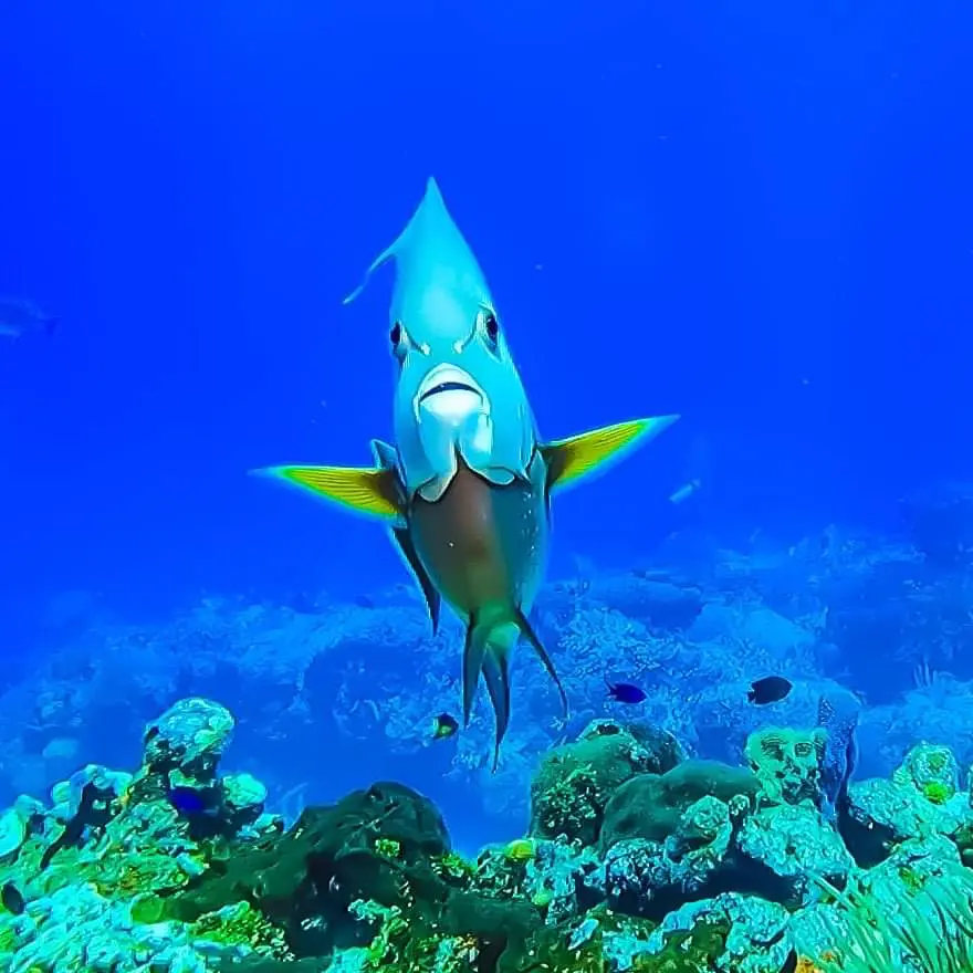 Sea Robin Cozumel