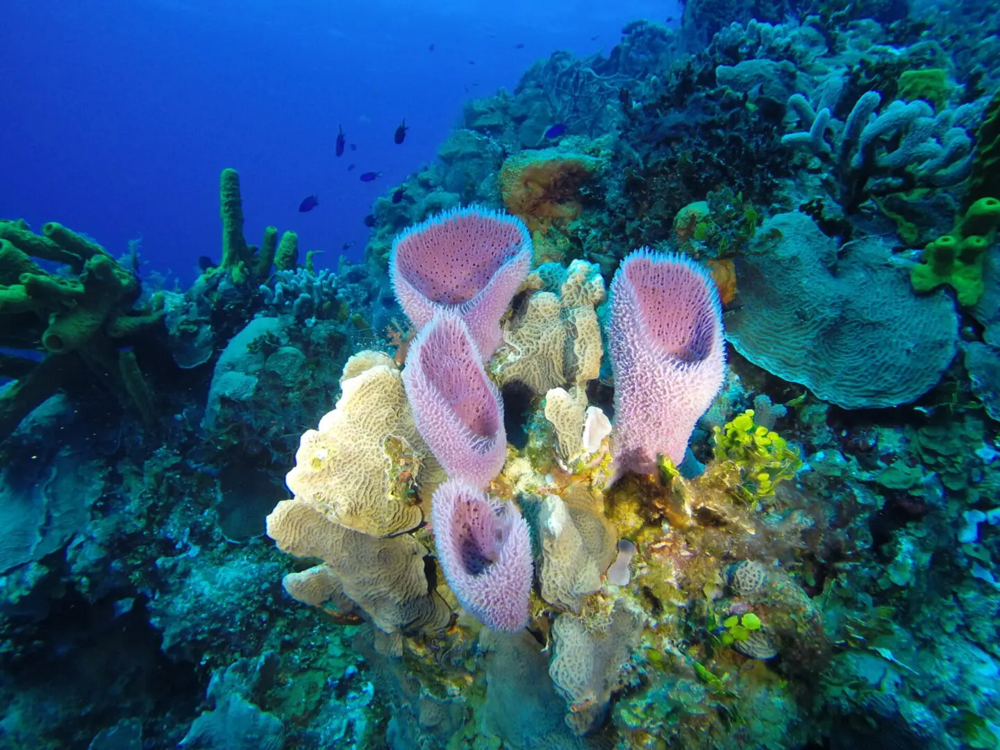 Sea Robin Cozumel